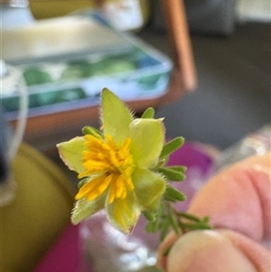 Hibbertia vestita at Blaxlands Creek, NSW - 16 Mar 2025 04:35 PM