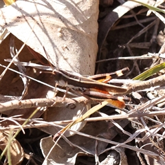 Macrotona australis (Common Macrotona Grasshopper) at O'Connor, ACT - 4 Feb 2025 by ConBoekel