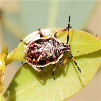 Oechalia schellenbergii (Spined Predatory Shield Bug) at O'Connor, ACT - 4 Feb 2025 by ConBoekel