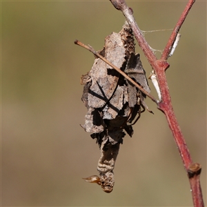 Hyalarcta huebneri at O'Connor, ACT - 4 Feb 2025 10:40 AM