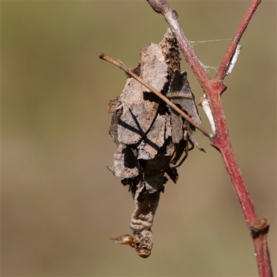 Hyalarcta huebneri (Leafy Case Moth) at O'Connor, ACT - 4 Feb 2025 by ConBoekel