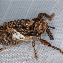 Orthorhinus klugii at Melba, ACT - 14 Mar 2025 11:23 PM