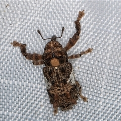 Orthorhinus klugii at Melba, ACT - 14 Mar 2025 11:23 PM