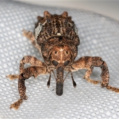 Orthorhinus klugii at Melba, ACT - 14 Mar 2025 11:23 PM