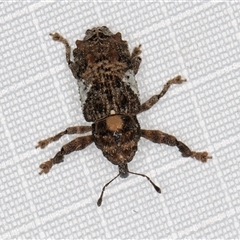 Orthorhinus klugii at Melba, ACT - 14 Mar 2025 11:23 PM