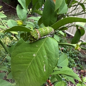 Papilio aegeus at Ngunnawal, ACT - suppressed