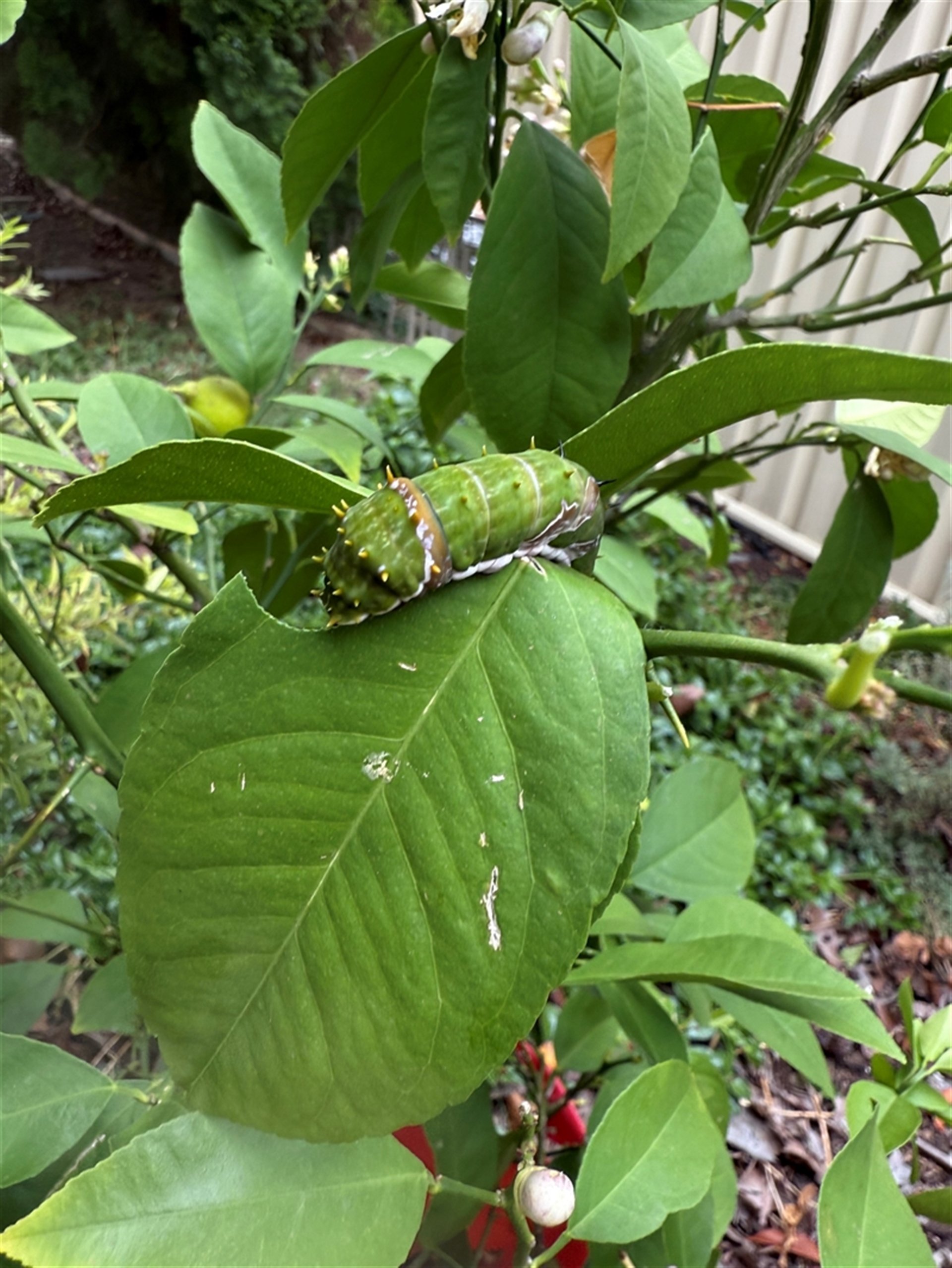 Papilio aegeus at Ngunnawal, ACT - suppressed