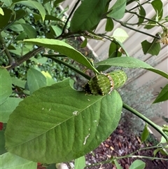 Papilio aegeus at Ngunnawal, ACT - suppressed