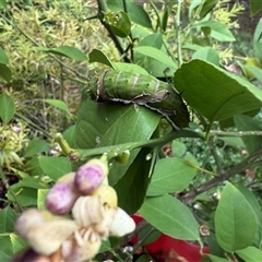 Papilio aegeus at Ngunnawal, ACT - suppressed