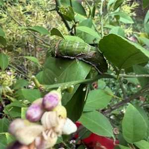 Papilio aegeus at Ngunnawal, ACT - suppressed