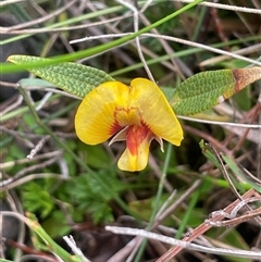 Mirbelia platylobioides (Large-flowered Mirbelia) at Monga, NSW - 12 Mar 2025 by JaneR