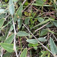 Mirbelia platylobioides at Monga, NSW - 12 Mar 2025 11:14 AM