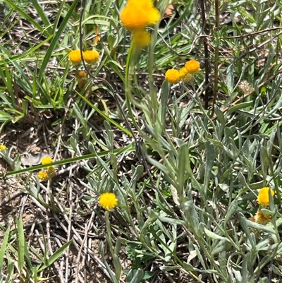 Chrysocephalum apiculatum (Common Everlasting) at Rendezvous Creek, ACT - 16 Mar 2025 by JimL