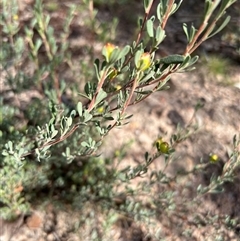 Hibbertia obtusifolia (Grey Guinea-flower) at Rendezvous Creek, ACT - 16 Mar 2025 by JimL