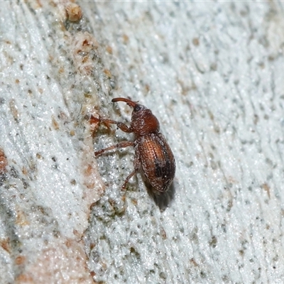 Unidentified Weevil (Curculionoidea) at Yarralumla, ACT - 13 Aug 2024 by TimL