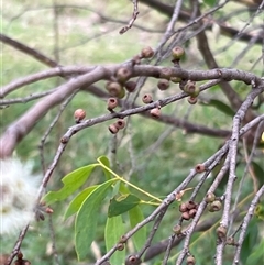 Eucalyptus stellulata (Black Sally) at Rendezvous Creek, ACT - 16 Mar 2025 by JimL