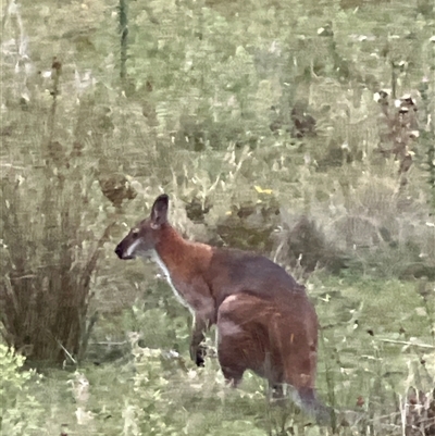 Notamacropus rufogriseus (Red-necked Wallaby) at Rendezvous Creek, ACT - 15 Mar 2025 by JimL