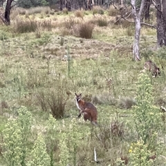 Notamacropus rufogriseus at Rendezvous Creek, ACT - 15 Mar 2025 07:11 PM