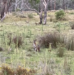 Notamacropus rufogriseus at Rendezvous Creek, ACT - 15 Mar 2025 07:11 PM