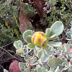 Hibbertia obtusifolia (Grey Guinea-flower) at Booth, ACT - 15 Mar 2025 by JimL