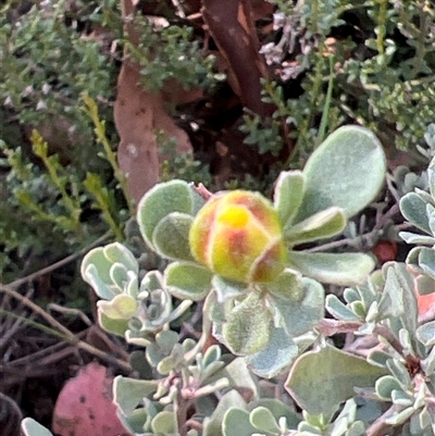 Hibbertia obtusifolia (Grey Guinea-flower) at Booth, ACT - 15 Mar 2025 by JimL