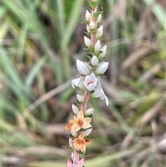 Epacris gunnii (Heath) at Monga, NSW - 12 Mar 2025 by JaneR