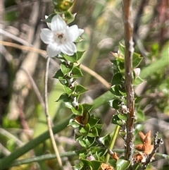 Epacris gunnii at Monga, NSW - 12 Mar 2025 11:01 AM