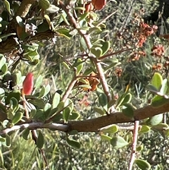 Bursaria spinosa subsp. lasiophylla (Australian Blackthorn) at Booth, ACT - 15 Mar 2025 by JimL