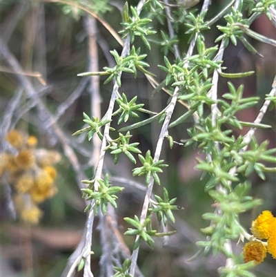 Chrysocephalum semipapposum (Clustered Everlasting) at Rendezvous Creek, ACT - 15 Mar 2025 by JimL