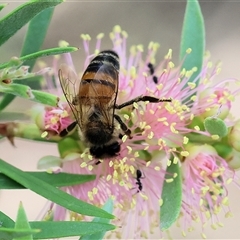 Apis mellifera (European honey bee) at Wodonga, VIC - 15 Mar 2025 by KylieWaldon