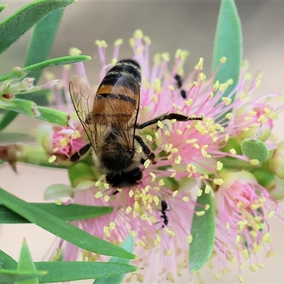 Apis mellifera (European honey bee) at Wodonga, VIC - 15 Mar 2025 by KylieWaldon