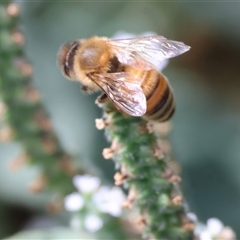 Apis mellifera at Wodonga, VIC - 15 Mar 2025 10:05 AM