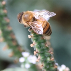 Apis mellifera at Wodonga, VIC - 15 Mar 2025 10:05 AM