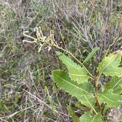 Lomatia ilicifolia (Holly Lomatia) at Monga, NSW - 12 Mar 2025 by JaneR