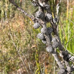 Allocasuarina nana (Dwarf She-oak) at Monga, NSW - 12 Mar 2025 by JaneR