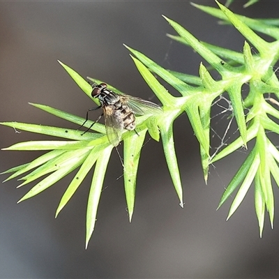 Unidentified Blow fly (Calliphoridae) at Wodonga, VIC - 15 Mar 2025 by KylieWaldon