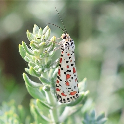 Utetheisa (genus) (A tiger moth) at Wodonga, VIC - 15 Mar 2025 by KylieWaldon