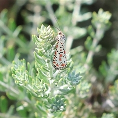 Utetheisa (genus) at Wodonga, VIC - 15 Mar 2025 10:06 AM