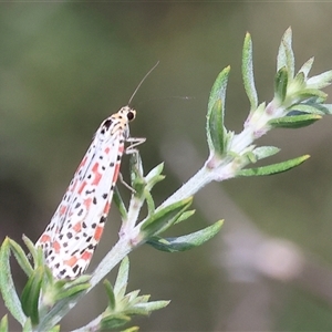 Utetheisa (genus) at Wodonga, VIC - 15 Mar 2025 10:06 AM