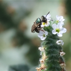 Lasioglossum (Homalictus) sp. (genus & subgenus) at Wodonga, VIC - 15 Mar 2025 by KylieWaldon