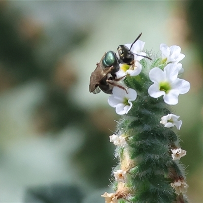 Lasioglossum (Homalictus) sp. (genus & subgenus) at Wodonga, VIC - 15 Mar 2025 by KylieWaldon