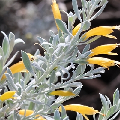 Eremophila sp. (Emu Bush) at Wodonga, VIC - 15 Mar 2025 by KylieWaldon