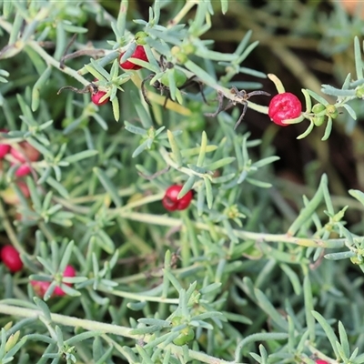 Enchylaena tomentosa var. tomentosa (Ruby Saltbush) at Wodonga, VIC - 15 Mar 2025 by KylieWaldon