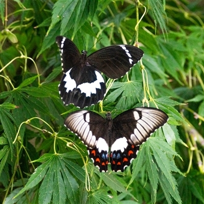 Papilio aegeus (Orchard Swallowtail, Large Citrus Butterfly) at Chapman, ACT - 8 Feb 2025 by ChrisAppleton