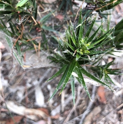 Melichrus erubescens (Ruby Urn Heath) at Crowther, NSW - 16 Mar 2025 by Frecko