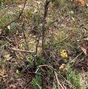 Pyracantha sp. at Watson, ACT - 16 Mar 2025 01:31 PM