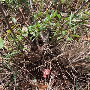 Pyracantha sp. at Watson, ACT - 16 Mar 2025 01:31 PM