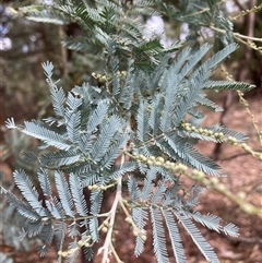 Acacia baileyana x Acacia dealbata (Cootamundra Wattle x Silver Wattle (Hybrid)) at Watson, ACT - 16 Mar 2025 by waltraud