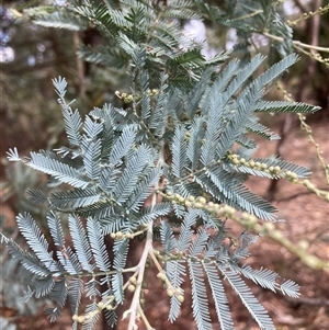 Acacia baileyana x Acacia dealbata at Watson, ACT - 16 Mar 2025 02:05 PM