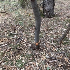 Acacia baileyana x Acacia dealbata at Watson, ACT - 16 Mar 2025 02:05 PM